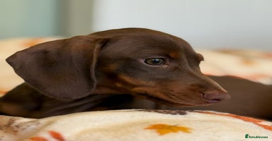 Dachshund dogs - Advert 6