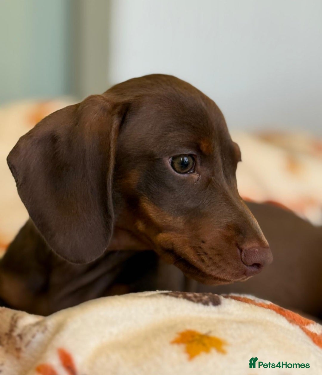 Dachshund dogs for sale: PERFECT MINIATURE DACHSHUNDS BABIES 🐶 - Image 3