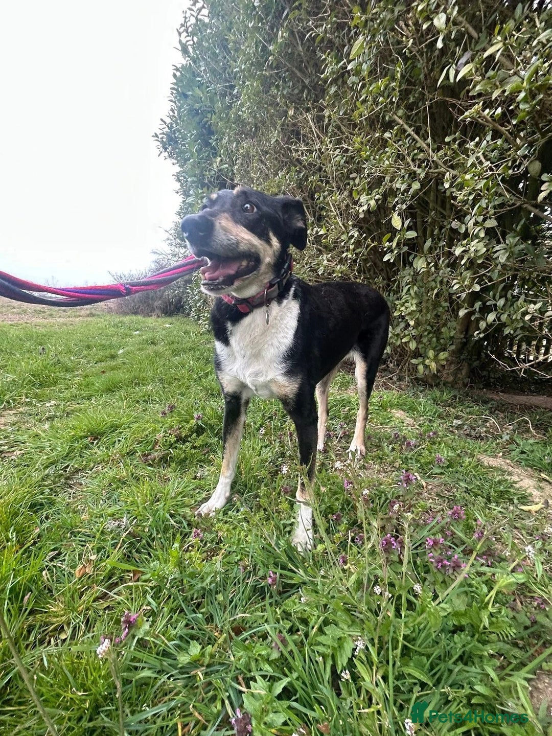 Mixed Breed dogs for adoption: Lottie - Norwich Norfolk  in Norwich - Advert 12