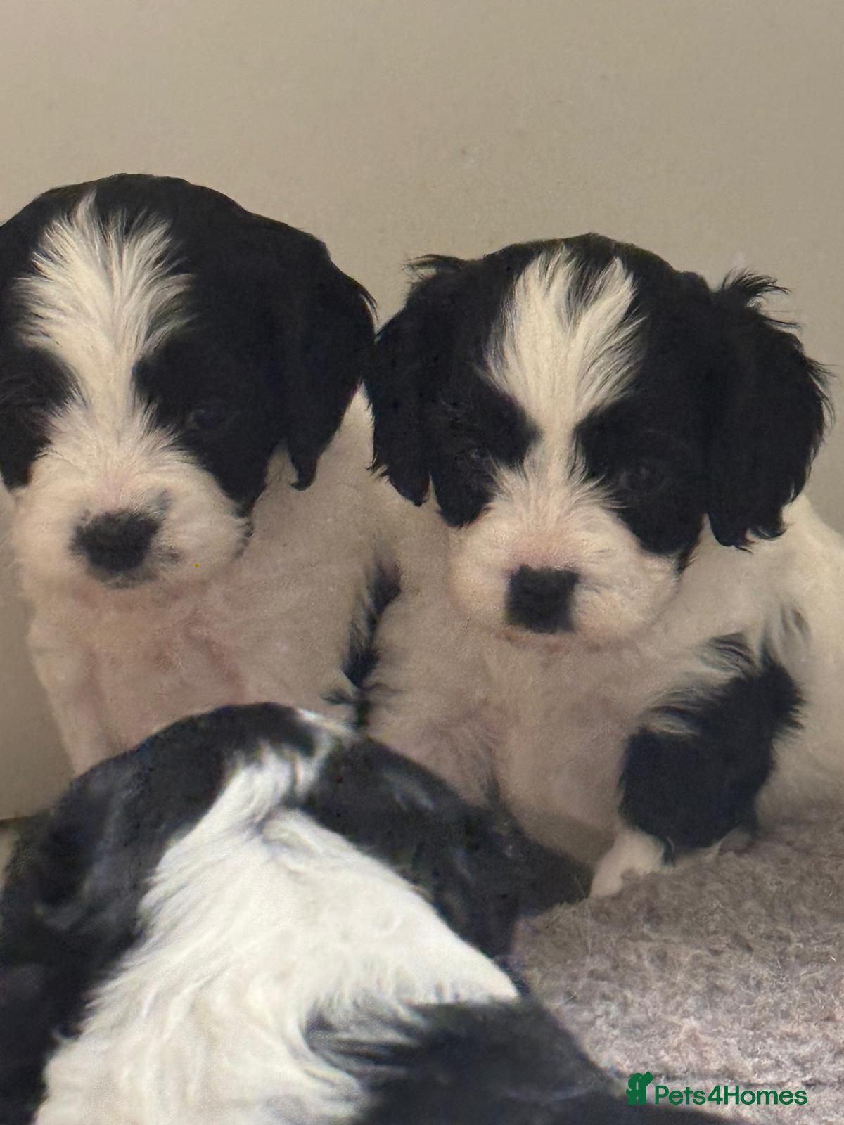 Cavapoo dogs Beautifull health tested cavapoos ready sat  - Advert 1