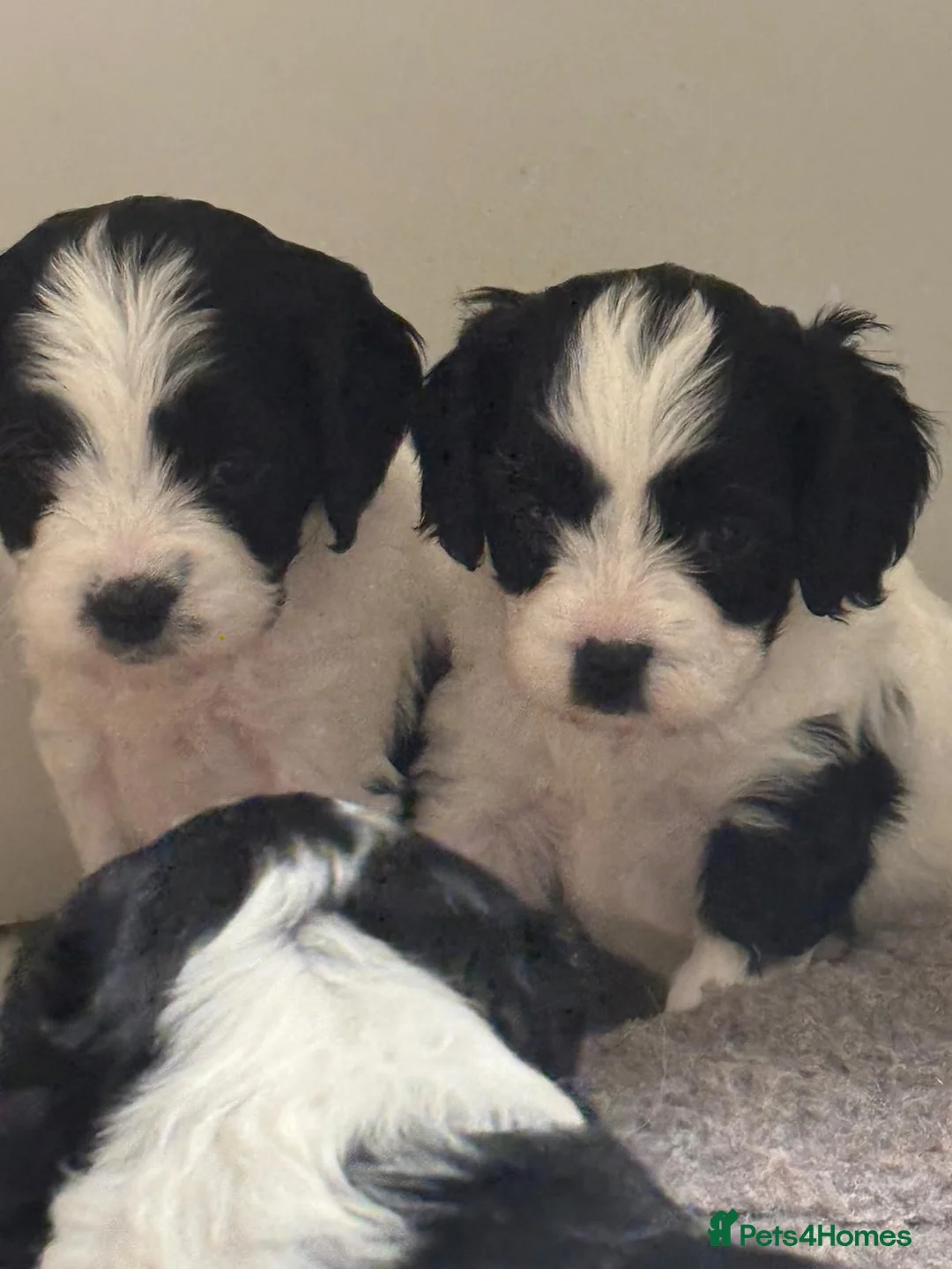 Cavapoo dogs for sale: Beautifull health tested cavapoos  - Advert 2