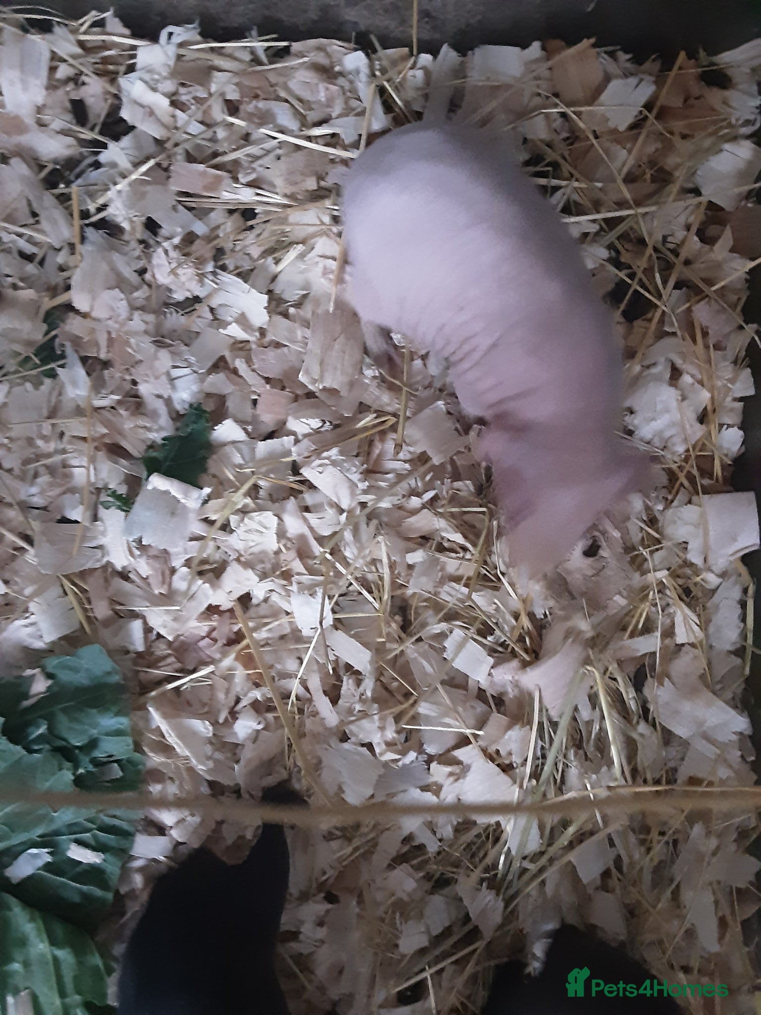 Guinea Pig rodents 3 male (skinny) pigs  - Advert 1