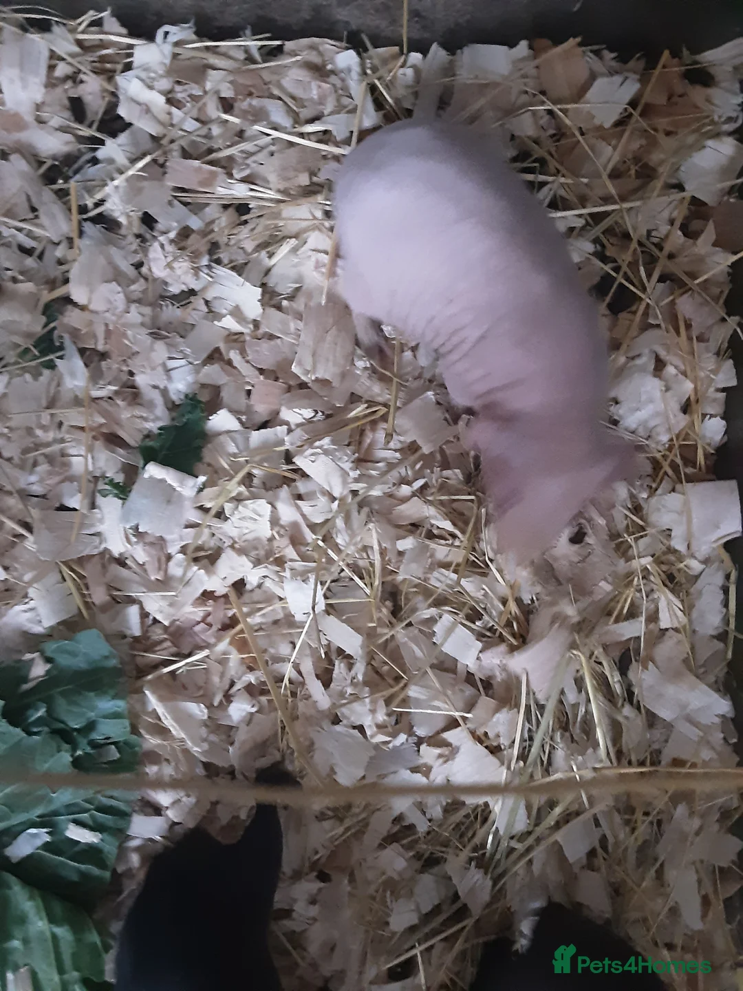 Guinea Pig rodents for sale: 3 male (skinny) pigs  - Advert 1