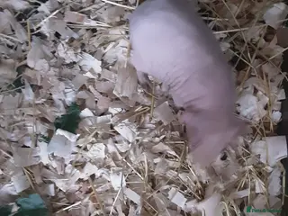 Guinea Pig rodents 3 male (skinny) pigs - Advert 1