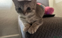Ragdoll cats for sale: Kitten for sale last little boy - Image 1
