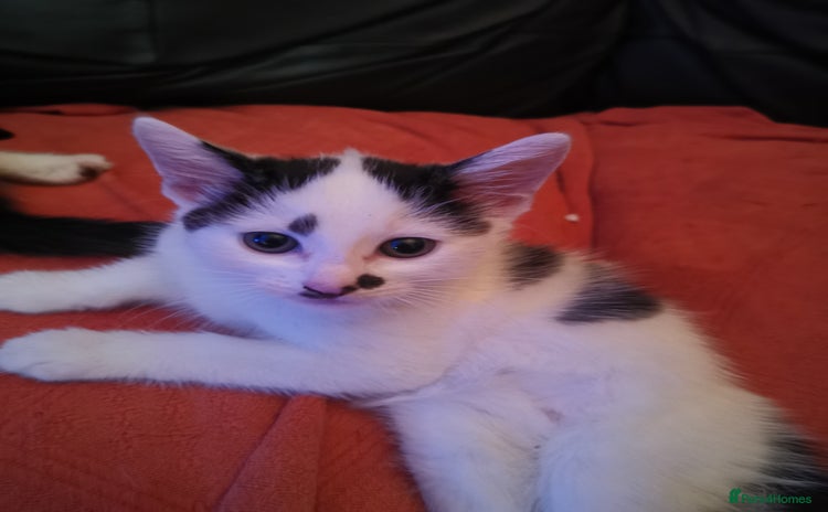 Mixed Breed cats - Advert 1