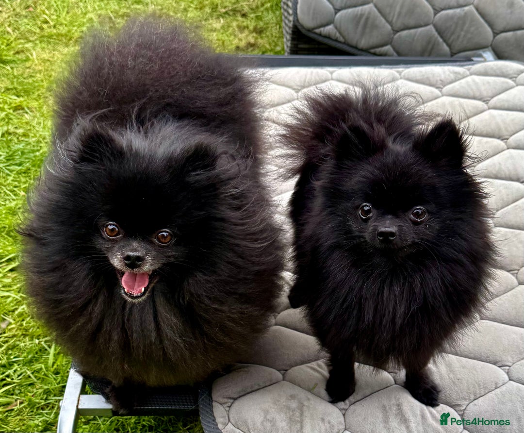 Pomeranian dogs for adoption: Charlie’s Story – The Tiny Dog With a Giant Heart - Image 7