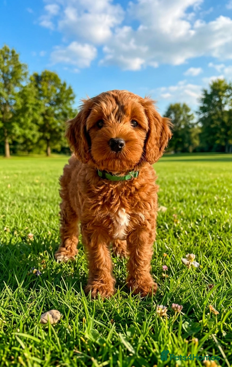 Australian Labradoodle dogs Last minute cancellation💙♥️Australian labradoodle - Advert 12