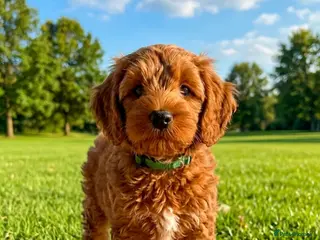 Australian Labradoodle dogs Last minute cancellation💙♥️Australian labradoodle - Advert 12