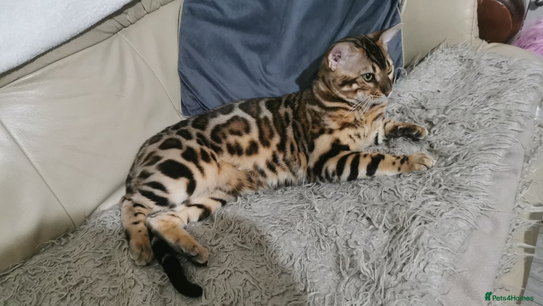 Bengal cats for sale: Stunning bengal adult male  - Image 1