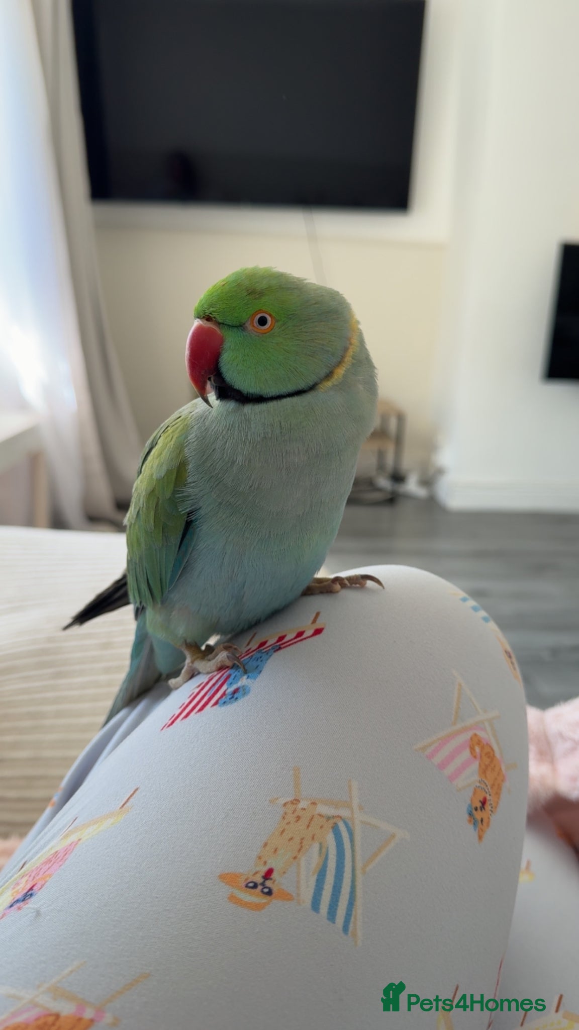 Ringnecks birds Talking Semi-tame Turquoise Indian Ringneck - Advert 9