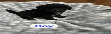Jackapoo 2
