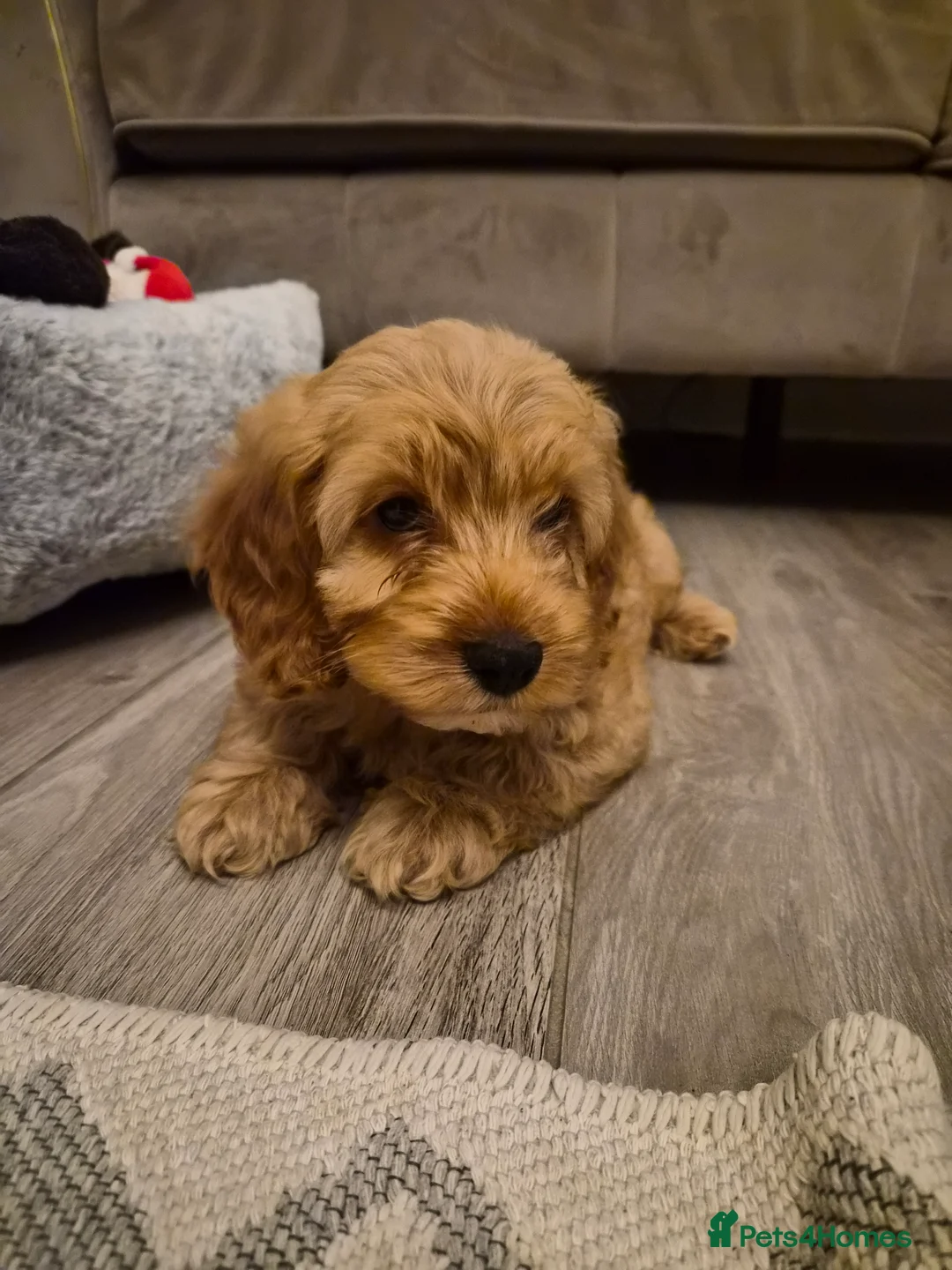 Cockapoo dogs for sale: SALE ON HOLD / RETHINKING Cockapoo puppy ,  - Advert 6