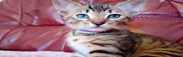 Bengal cats for sale: HomeRaised Bengal x Blue British Shorthair Kittens - Advert 22