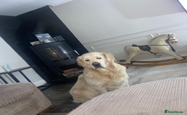 Golden Retriever dogs - Advert 2