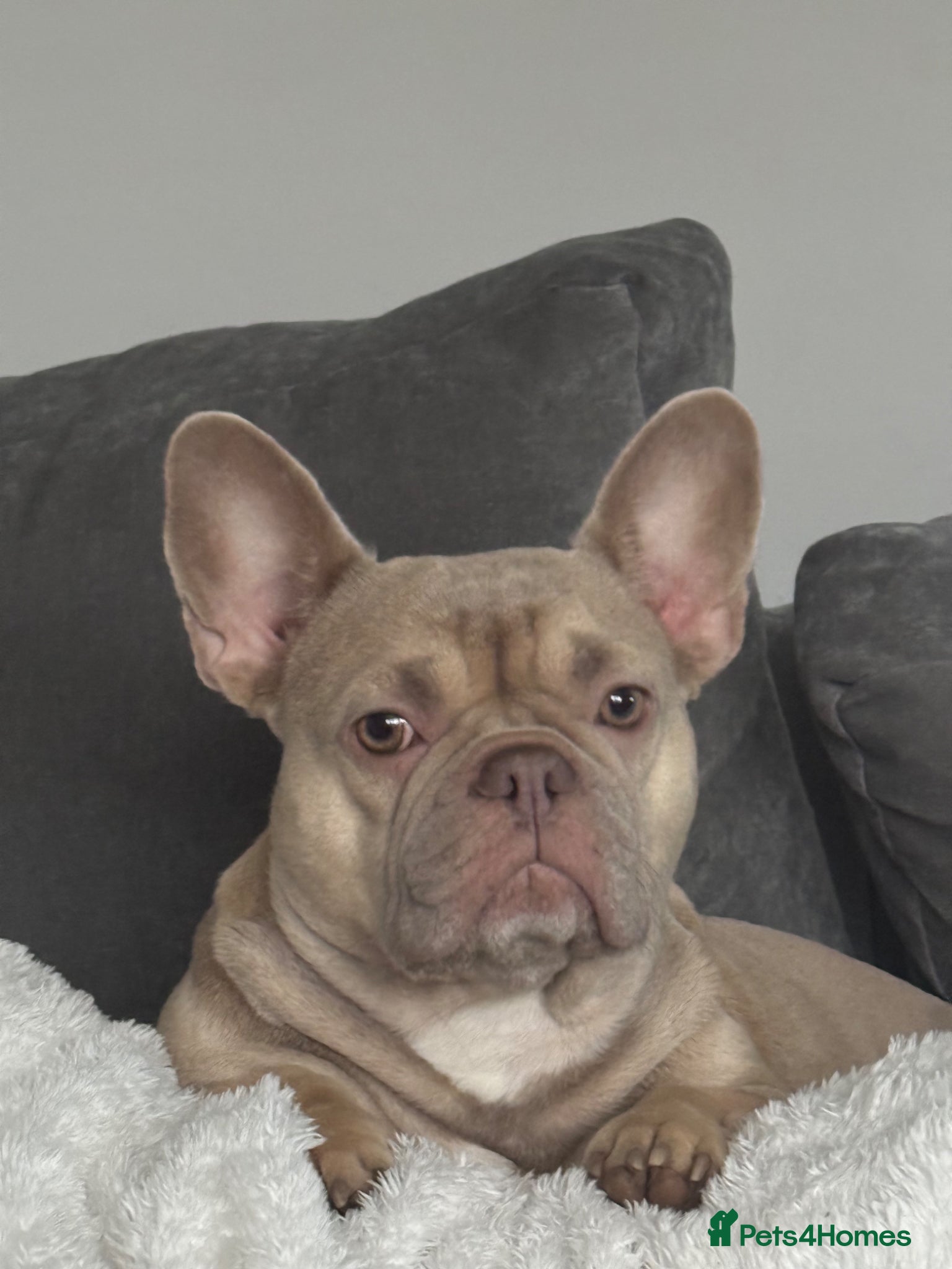 French Bulldog dogs Frenchie puppies  - Advert 6