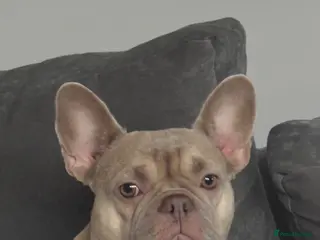 French Bulldog dogs Frenchie puppies - Advert 6