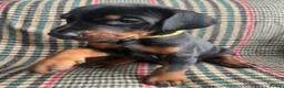 Dobermann dogs for sale: dobermann pinscher - Advert 38