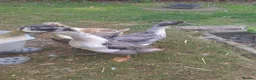 Ducks poultry for sale: Aylesbury/runner hybrid ducks in Grantham - Advert 2