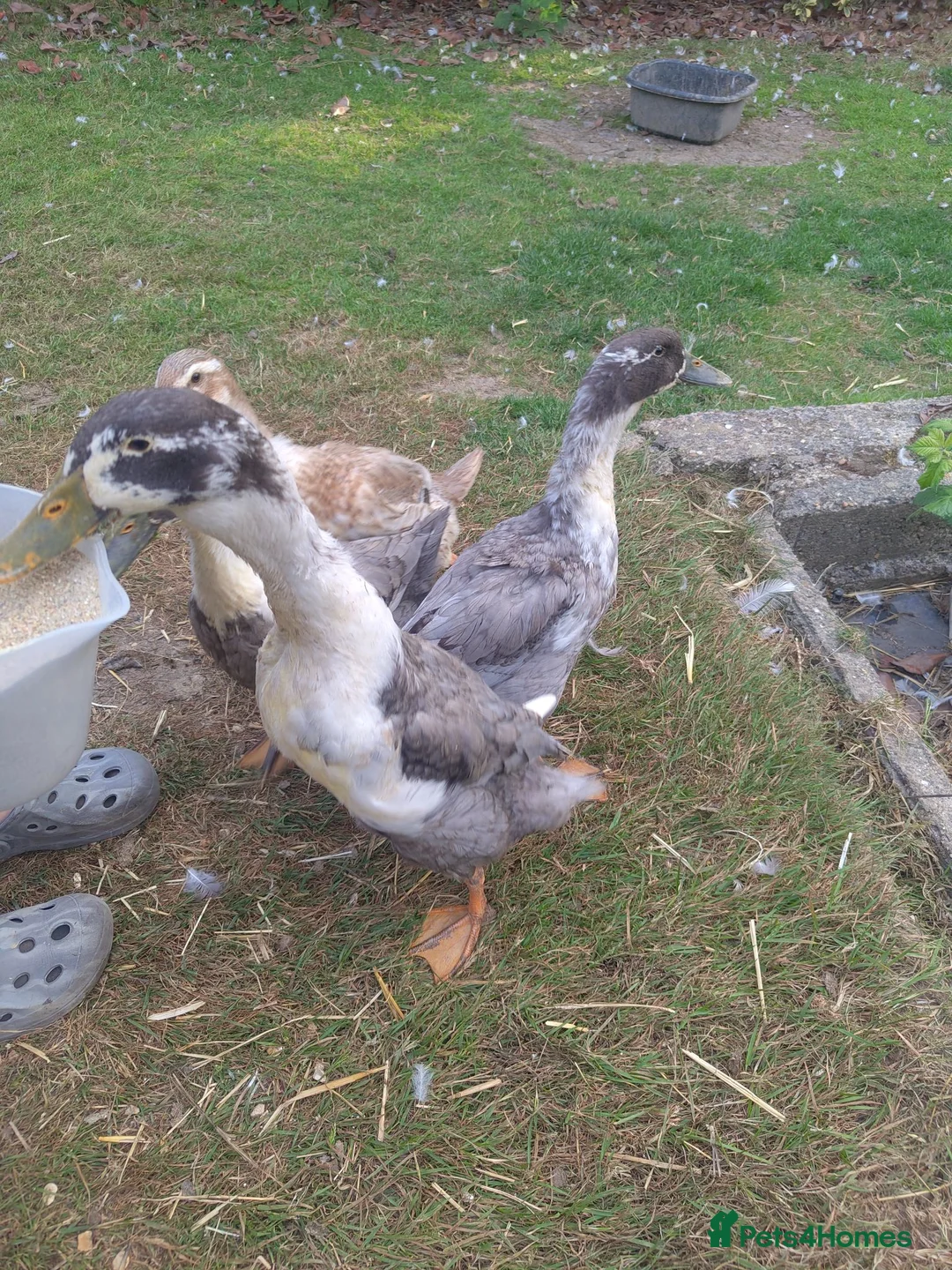 Ducks poultry for sale: Aylesbury/runner hybrid ducks in Grantham - Advert 2