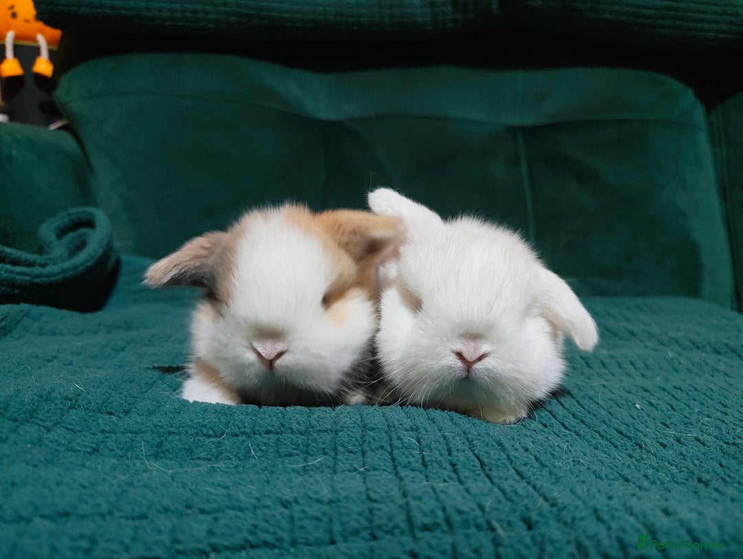 Mini Lop rabbits for sale: 2 stunning mini lops for reserve  - Advert 1