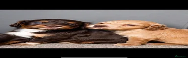 Cocker Spaniel 1