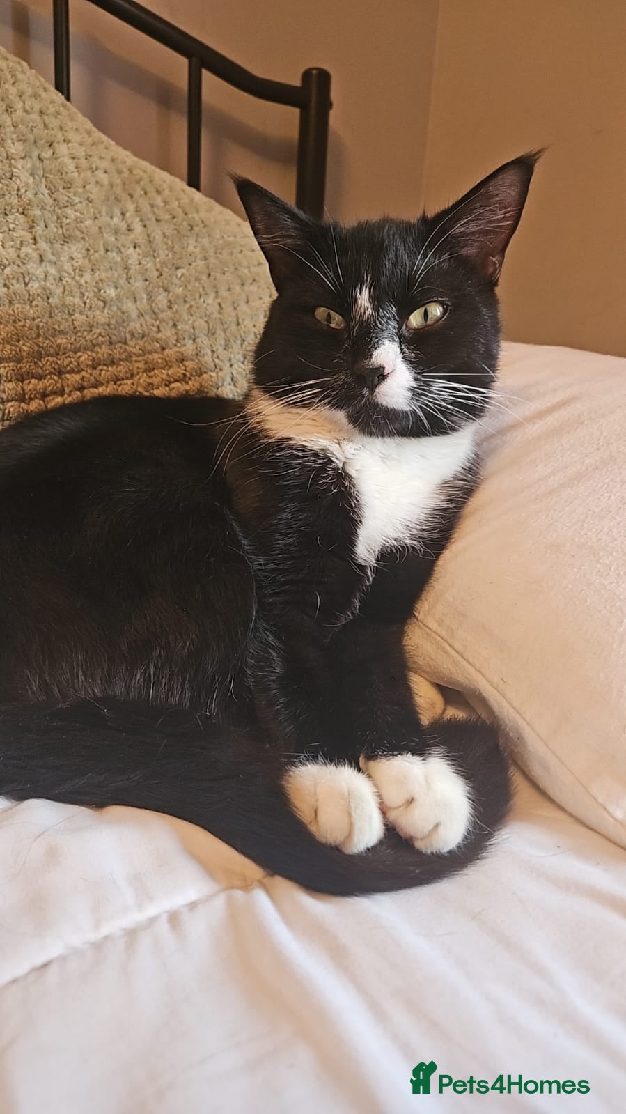 Mixed Breed cats Cats for rehoming - Advert 15