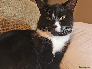 Mixed Breed cats Cats for rehoming - Advert 15