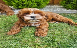 Cavapoo dogs for sale: Cavapoo dna clear  - Image 15