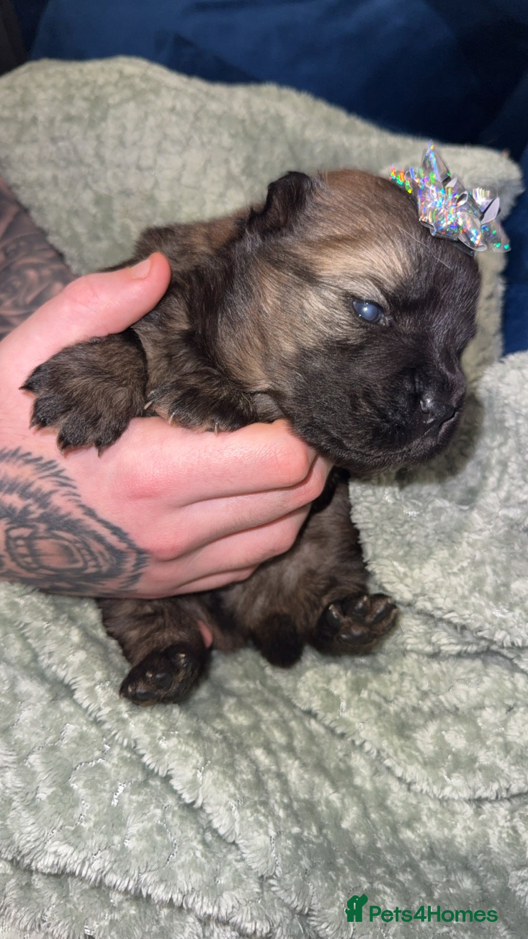 Chow Chow dogs for sale: Chow chow puppies  - Advert 2