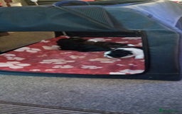 Shih Tzu dogs for sale: Beautiful male full shihzue puppies needing homes - Image 9