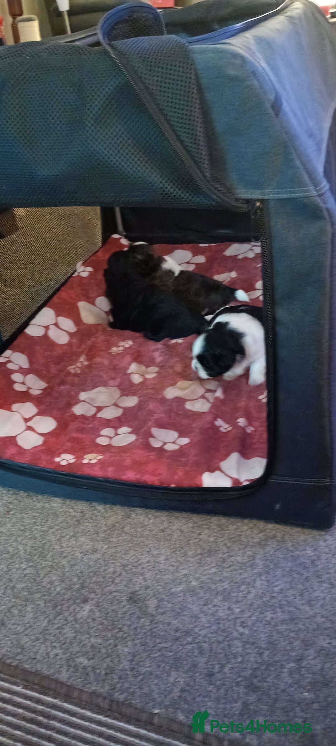 Shih Tzu dogs for sale: Beautiful male full shihzue puppies needing homes - Image 9