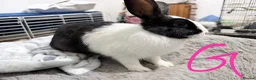 Lionhead rabbits for sale: BEAUTIFUL LIONHEAD BABY RABBITS * READY TO GO * - Advert 15