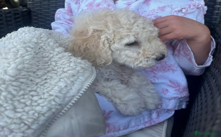 Cavapoo dogs - Advert 2