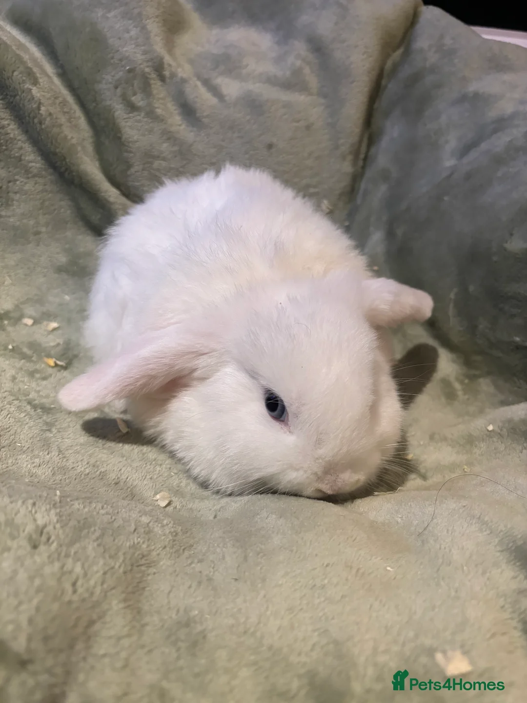Mini Lop rabbits for sale: beautiful purebred white male mini lops  - Advert 1