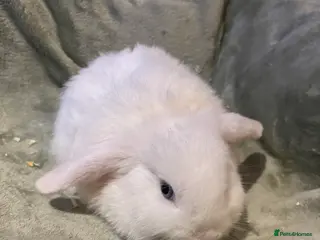 Mini Lop rabbits beautiful purebred white male mini lops - Advert 19