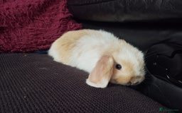 Mini Lop rabbits for sale: Mini lop boys and girls available. - Image 3