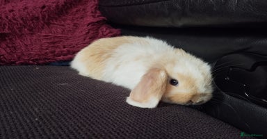 Mini Lop rabbits - Advert 5