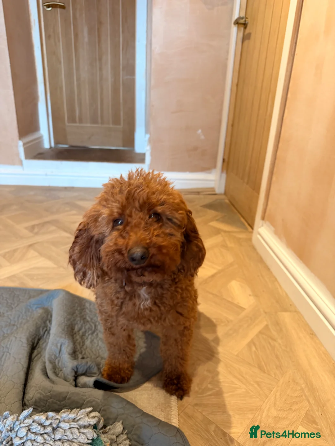 Cockapoo dogs for sale: F1B Cockapoos 🐶  - Advert 2