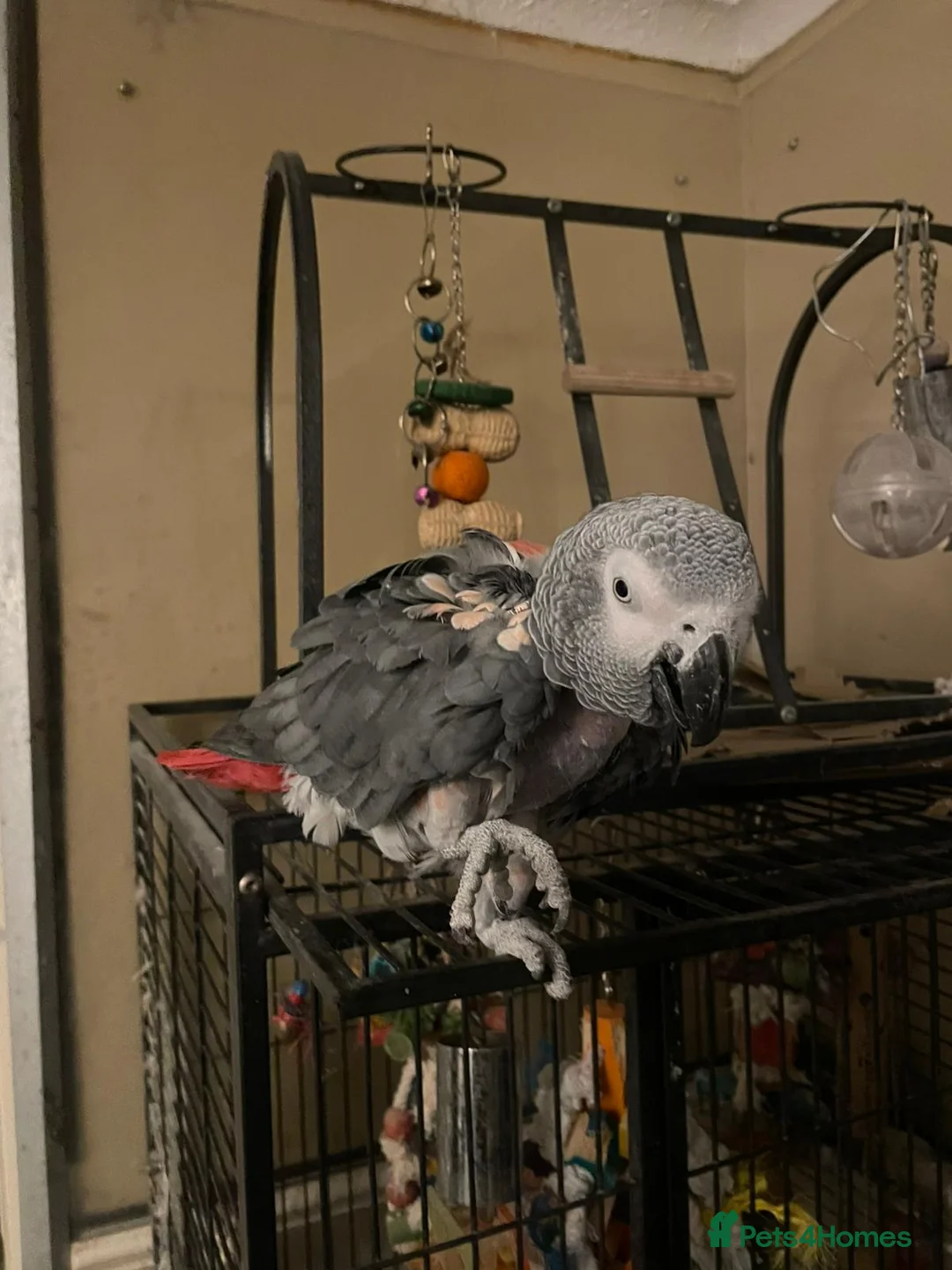 Parrots birds for sale: Parrots for sale - Advert 3