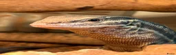 Monitor reptiles for sale: Ackie monitor with full enclosure suspected male  in Milton Keynes - Advert 6