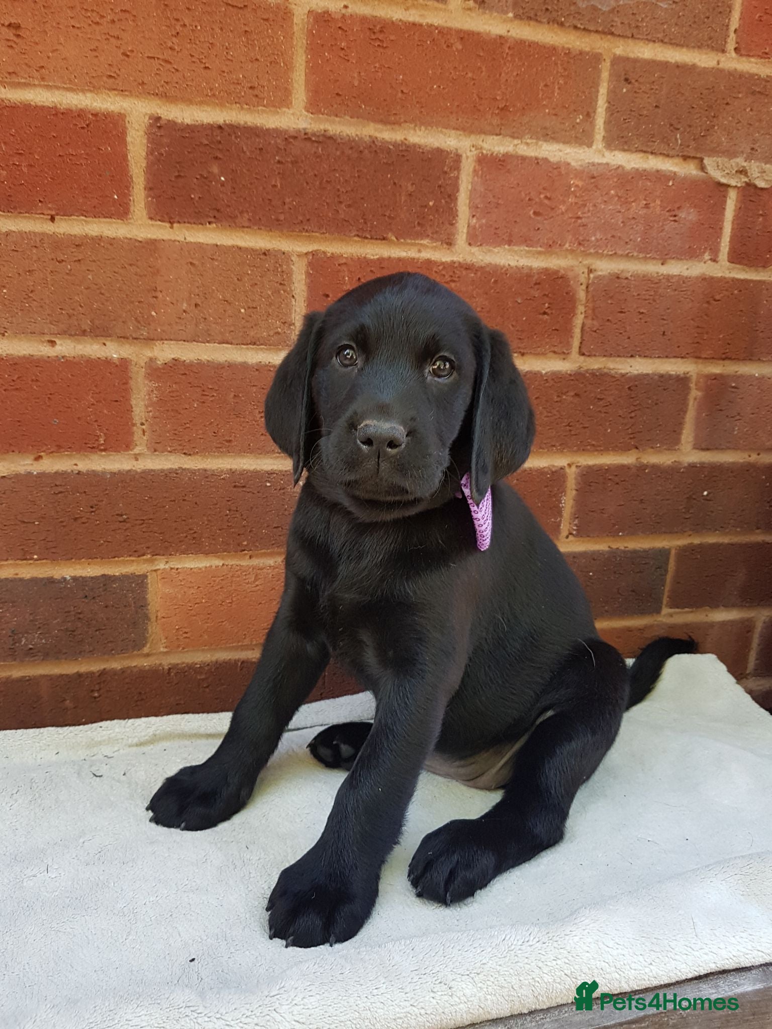 Labrador Retriever dogs Excellent KC Registered Labrador puppies  - Advert 2