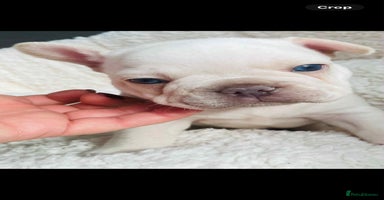 French Bulldog dogs KC registered puppies for sale - Advert 8