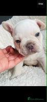 French Bulldog dogs KC registered puppies for sale - Advert 7