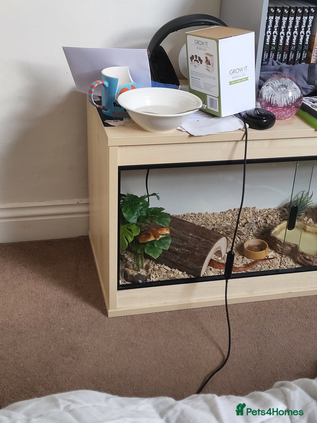 Corn Snake reptiles for sale: Viserion - Advert 3