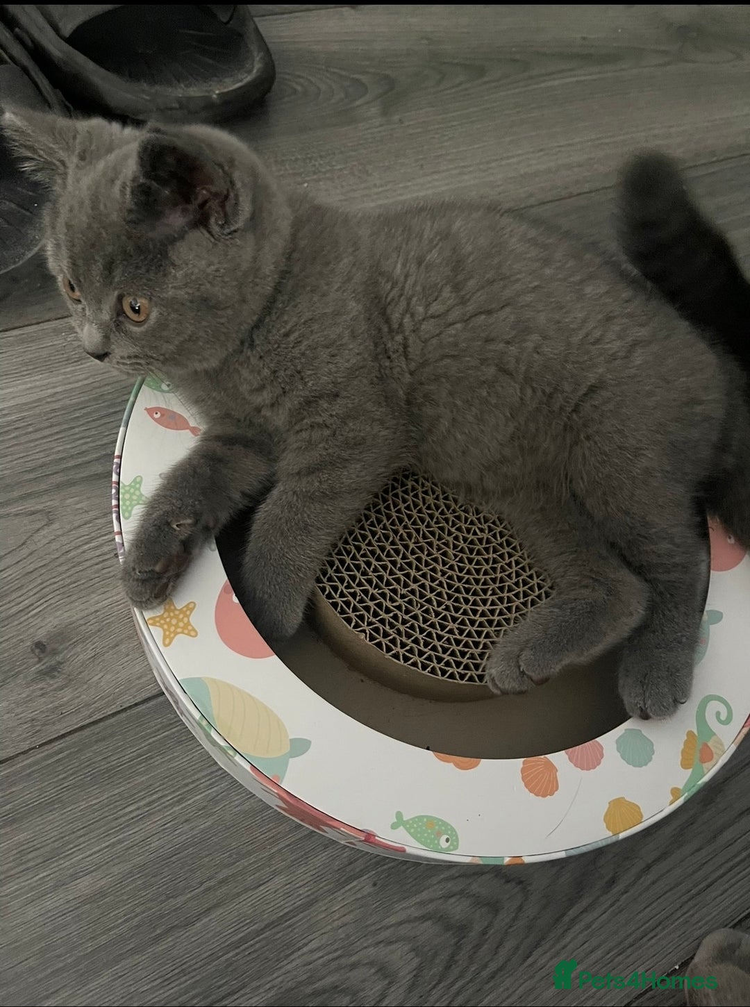 British Shorthair cats for sale: 🐾 Meet Leia- Female British Shorthair 🐾  - Advert 4