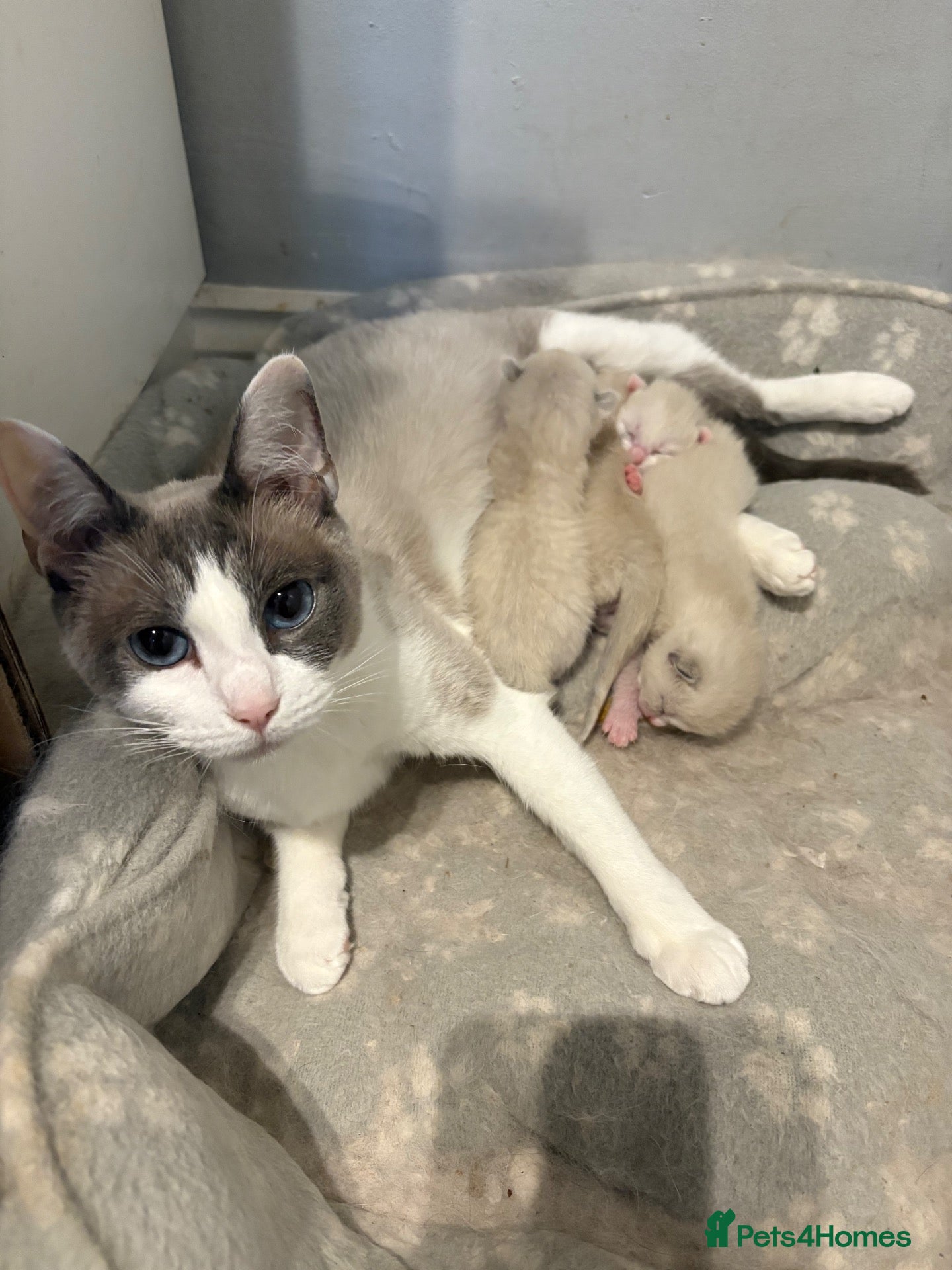 Mixed Breed cats Ragdoll bred - Advert 7