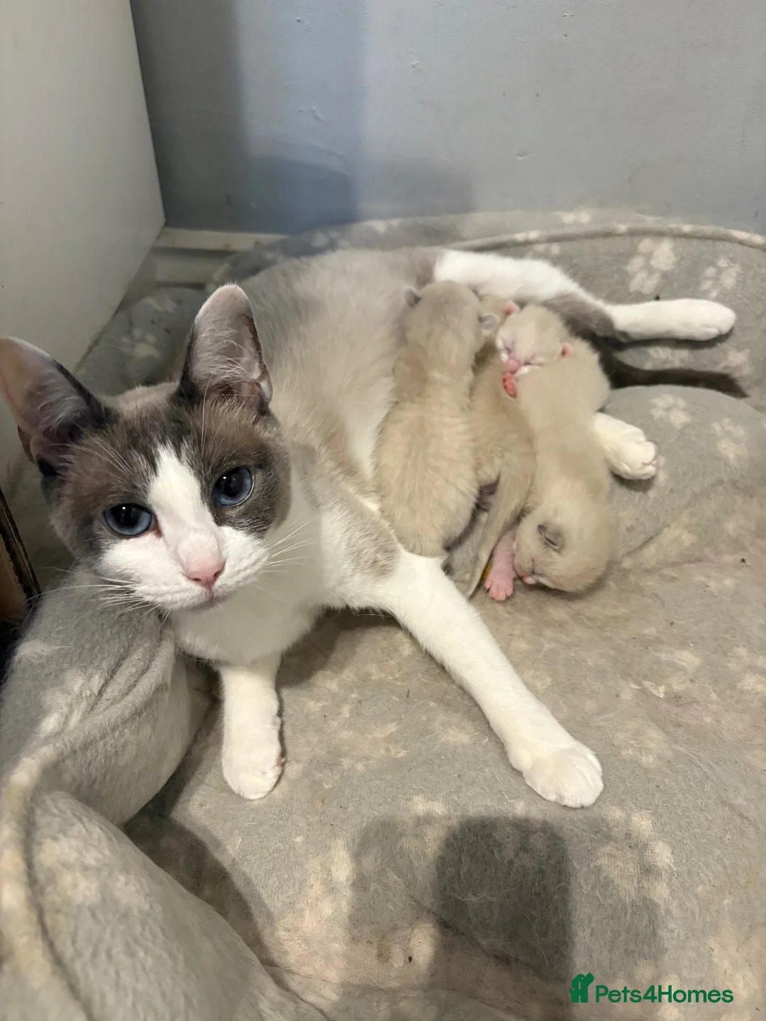 Mixed Breed cats for sale: Ragdoll bred - Advert 1