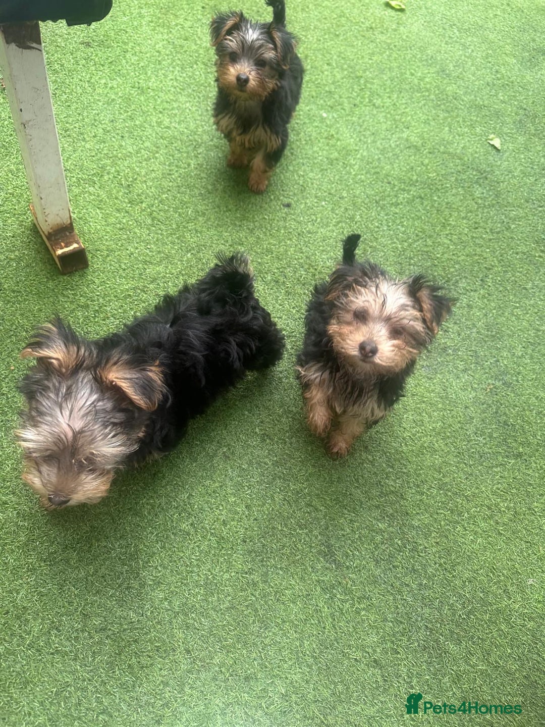 Yorkshire Terrier dogs for sale: Yorkshire terriers 1 boy 3 girls - Advert 29