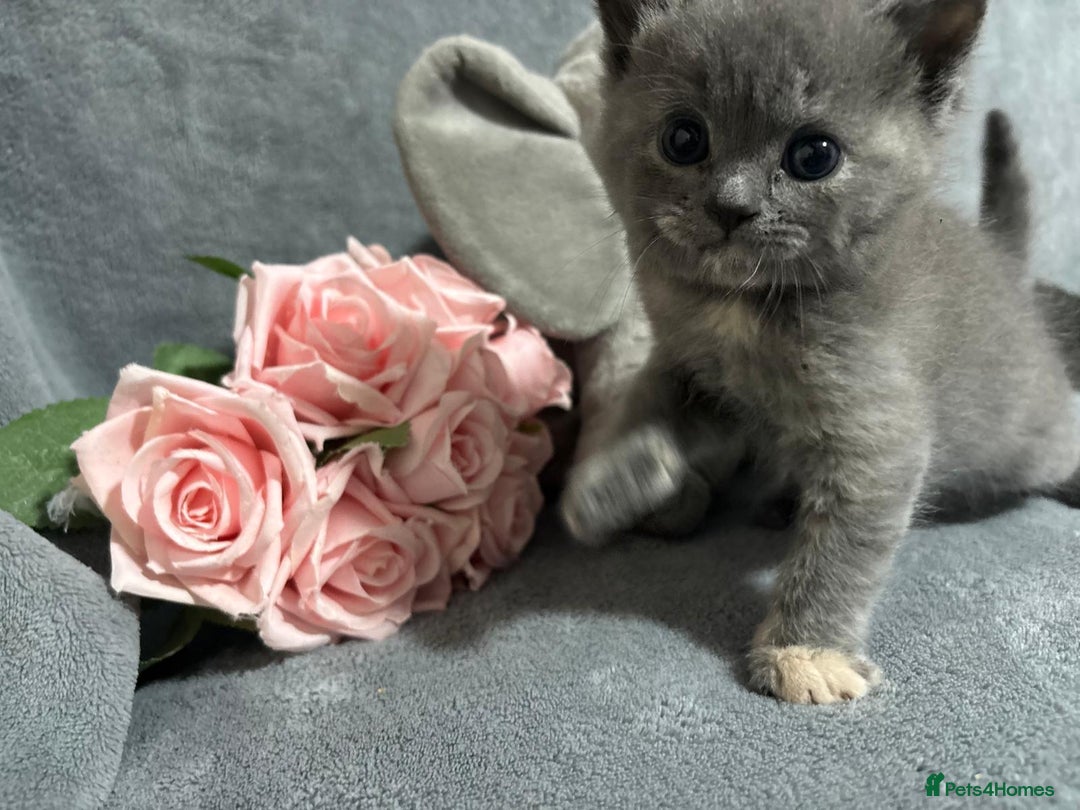 Mixed Breed cats for sale: Ragdoll mixed kittens Grey. Tabby. Speckled. Black - Advert 29